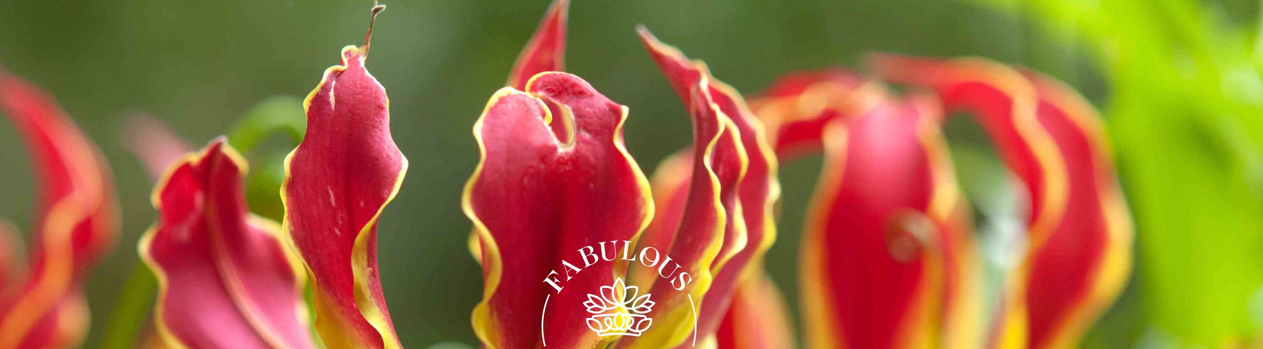 Flowers of South Africa: A Complete Guide to the Rainbow Nation’s Spectacular Blooms — close-up of a flame lily with red-and-yellow curled petals