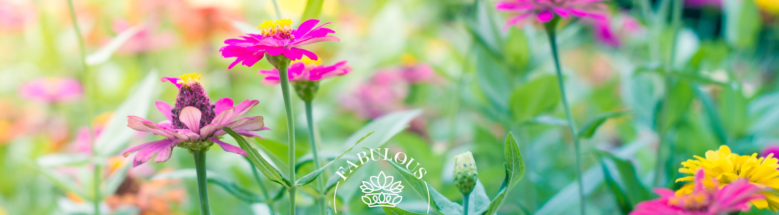 Close-up of bright zinnias with Fabulous Flowers logo – Top 50 Flower Species You Should Know About for Your Garden blog header.