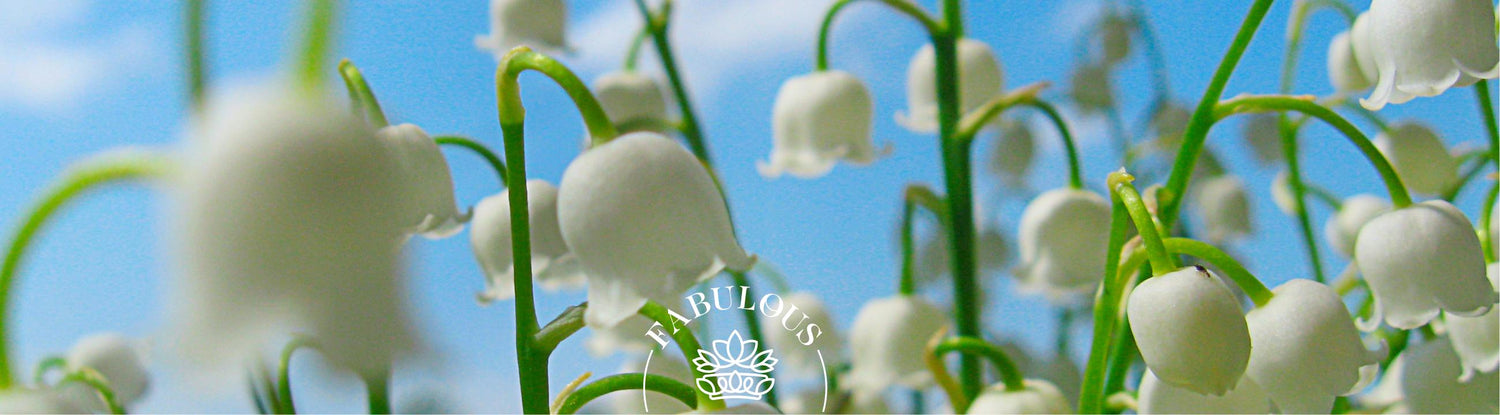 What Are May Birth Flowers: lily of the valley bells against blue sky — May birth flower guide image.