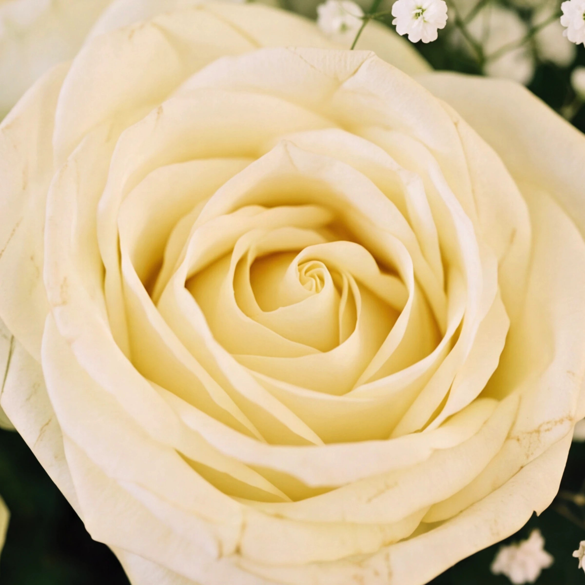 Close-up of a single ivory white rose with baby's breath from the Angel White arrangement