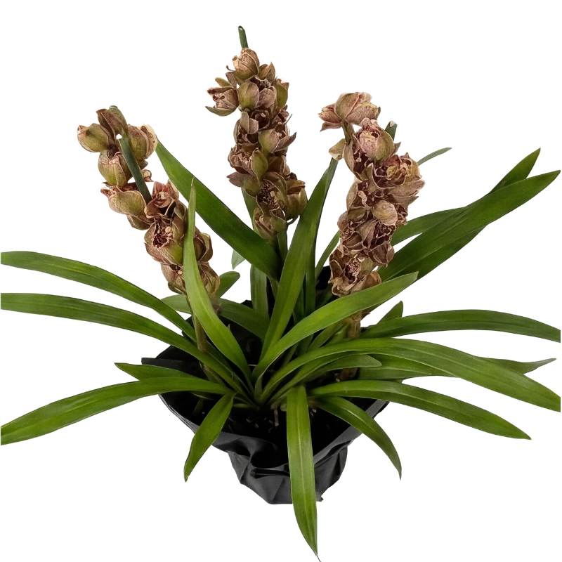 Close-up of Cymbidium orchid bloom showing pale cream petals covered in dense burgundy-brown leopard spotting with cream and maroon lip detail, imported orchid South Africa | Fabulous Flowers