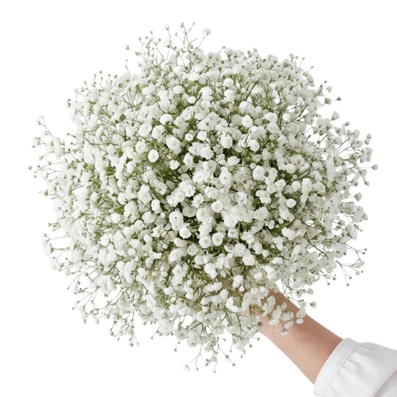 Bouquet of white baby's breath flowers held by a person against a white background