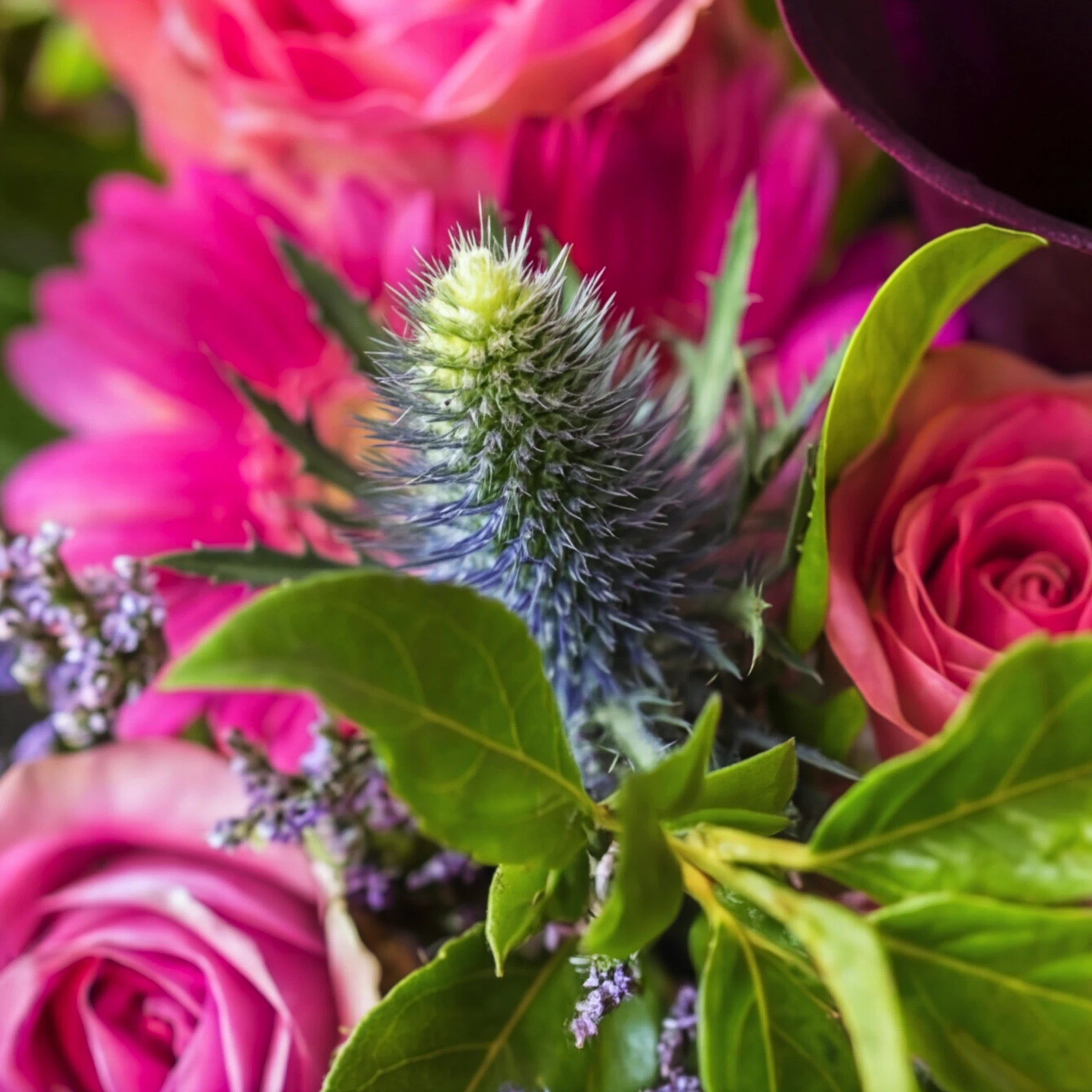 Close-up of blue thistle, a hot pink gerbera and pink roses in the Berry Bloom bouquet