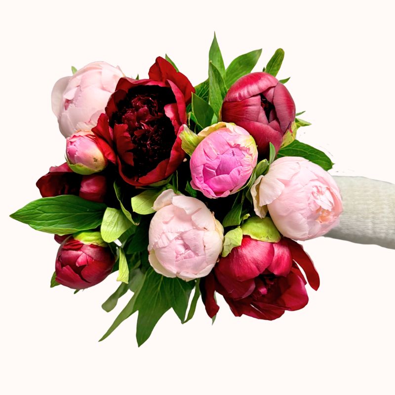 Blush & Merlot - Fabulous Flowers and Gifts bouquet with pink, blush and burgundy peonies held out in one arm