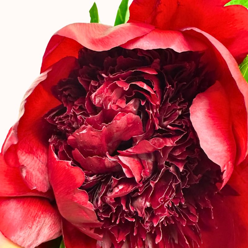 Macro shot of dark red Blush & Merlot - Fabulous Flowers and Gifts peony in full bloom showing lush texture