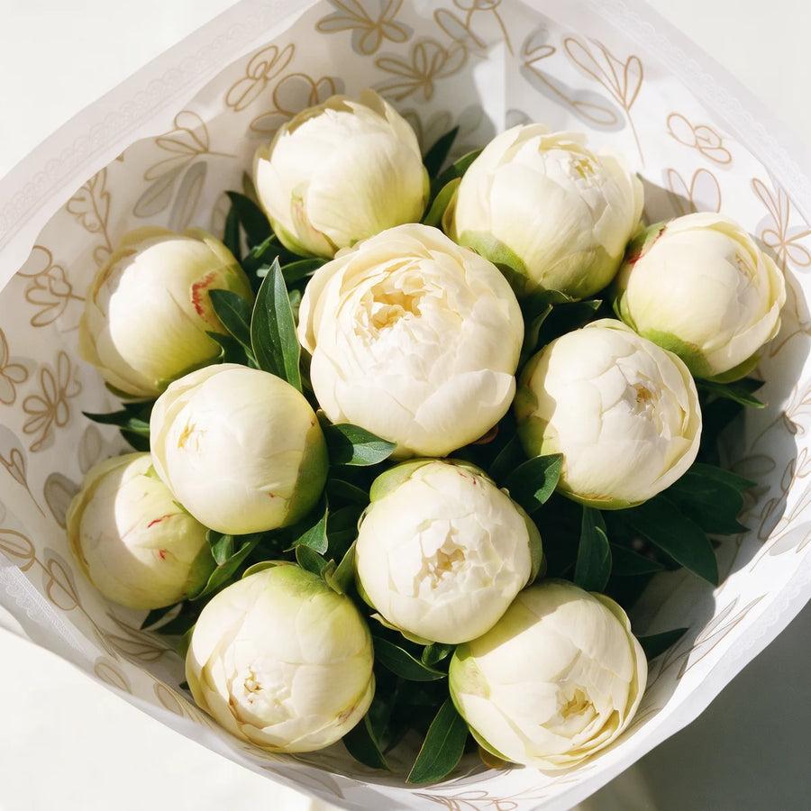 Close-up from above of Bowl of Cream peony buds opening to creamy white blooms inside white and gold leaf print wrapping, Fabulous Flowers South Africa