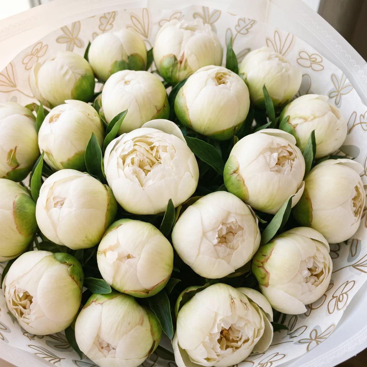 Close-up from above of twenty Bowl of Cream peonies, some still in green-tinged bud and some opening to creamy white blooms, Fabulous Flowers South Africa