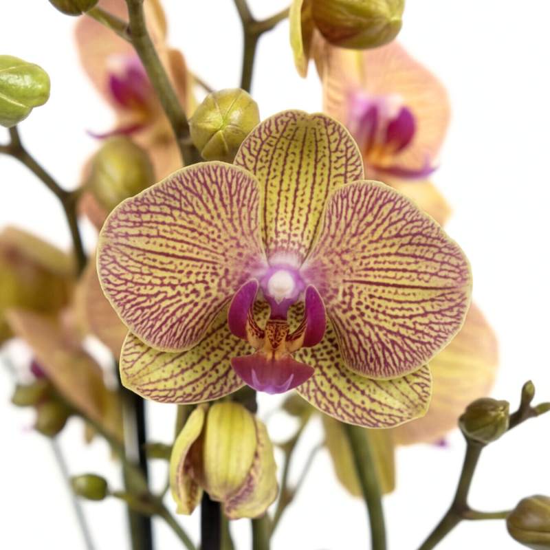 Single Bronze Tiger Phalaenopsis orchid bloom showing detailed burgundy-red veining across olive-green petals with magenta lip, rare orchid gift South Africa | Fabulous Flowers