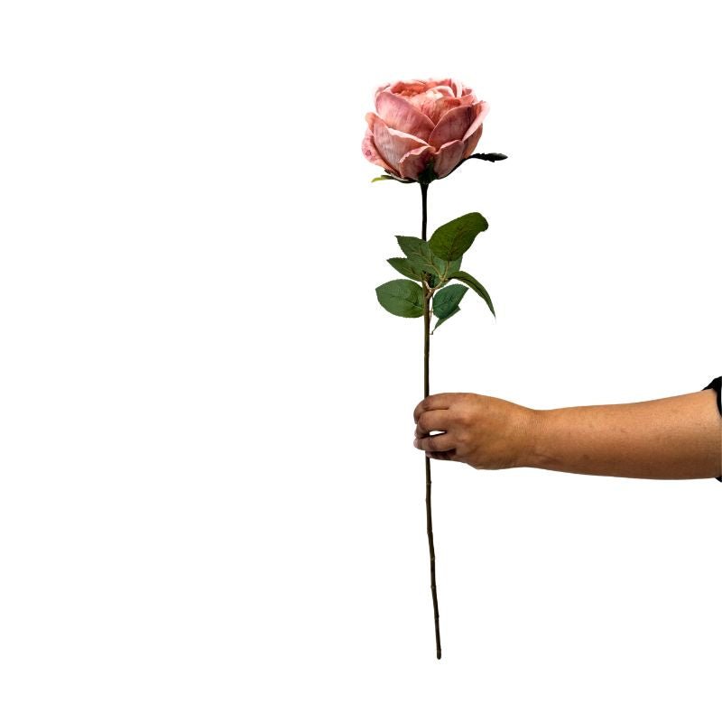 Hand holding a pink rose against a white background