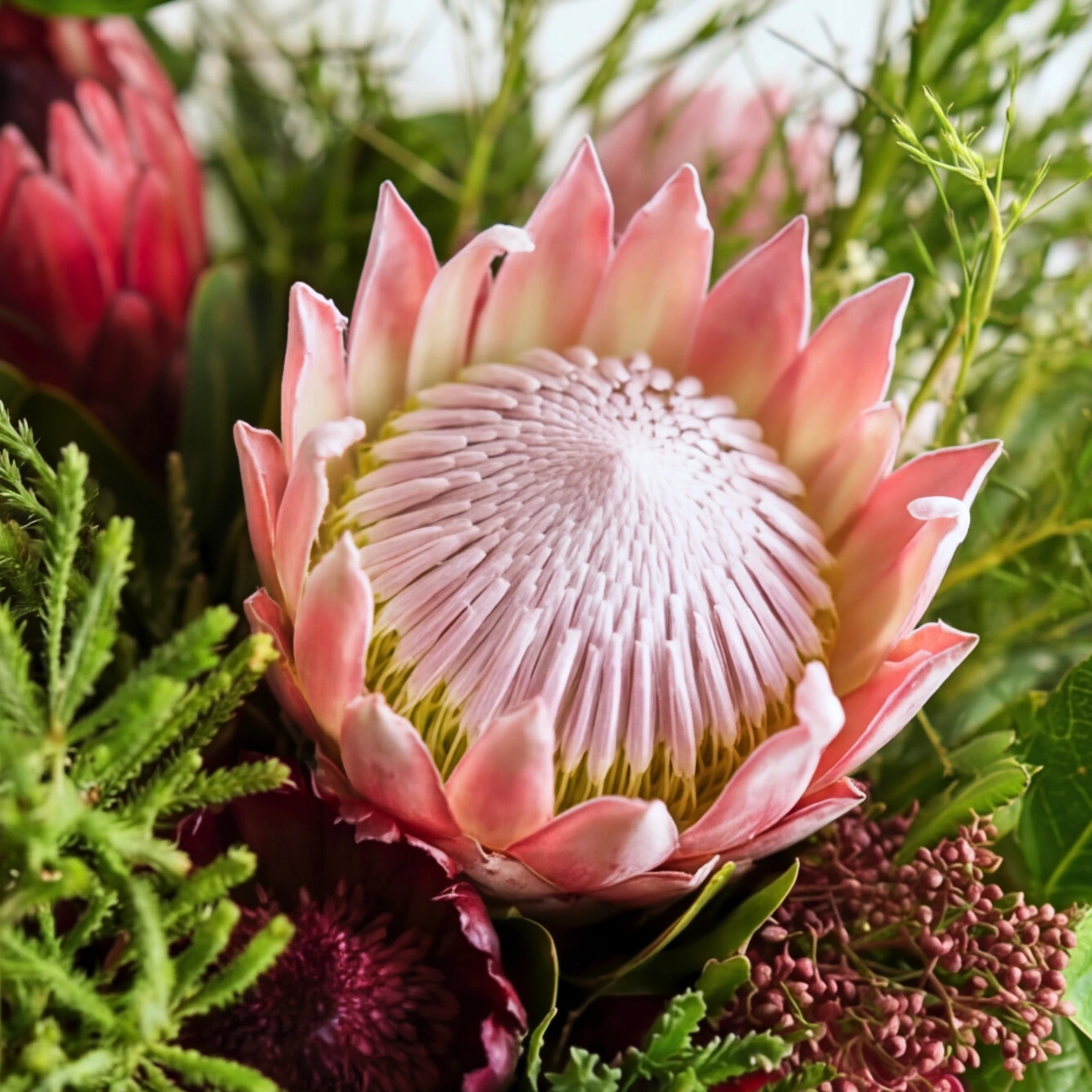 Close-up of a pink king protea surrounded by fynbos in the Cape Town Protea Bouquet