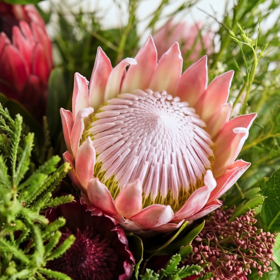 Close-up of a pink king protea surrounded by fynbos in the Cape Town Protea Bouquet