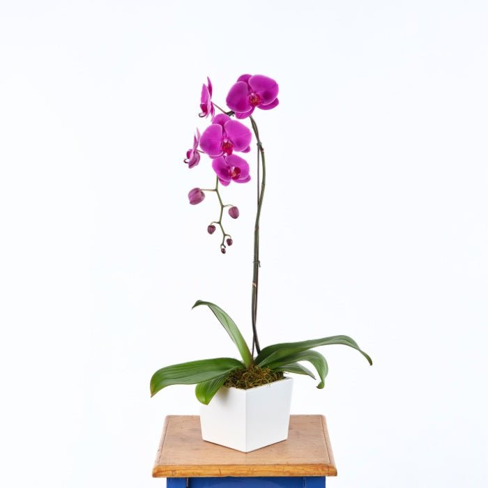Cerise Pink Orchid in a white square pot, displayed on a wooden table, emphasizing its elegant pink blooms and lush green leaves.