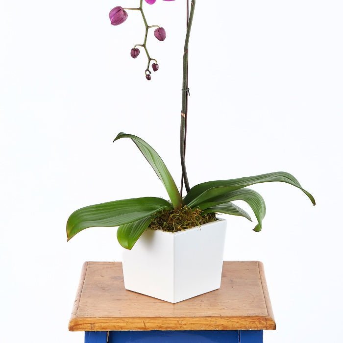 Vibrant Cerise Pink Orchid with numerous flowers and buds, set in a minimalist white pot, presented on a rustic wooden surface.