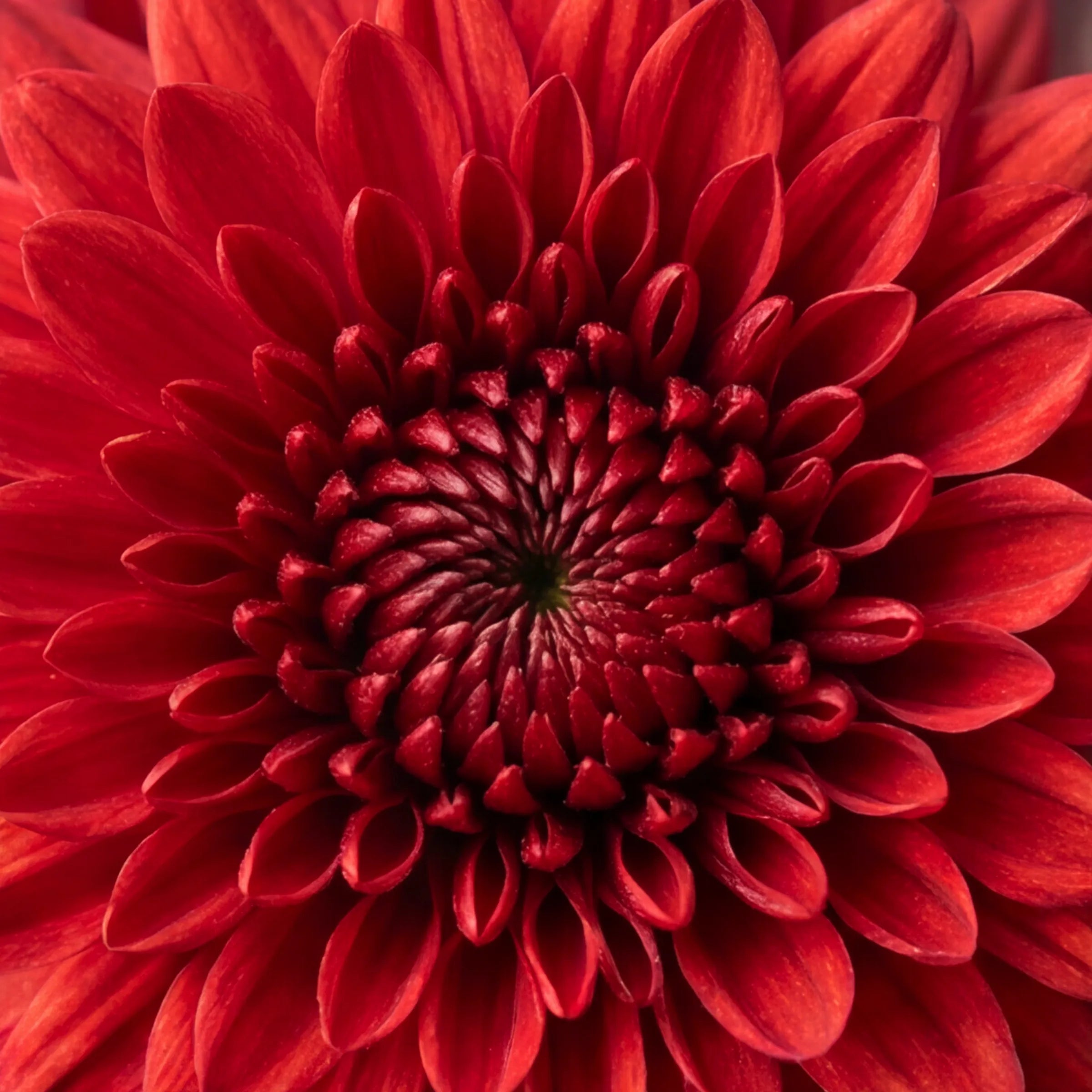 Close-up of a red chrysanthemum in the Charming flower arrangement by Fabulous Flowers, a Cape Town florist since 1999