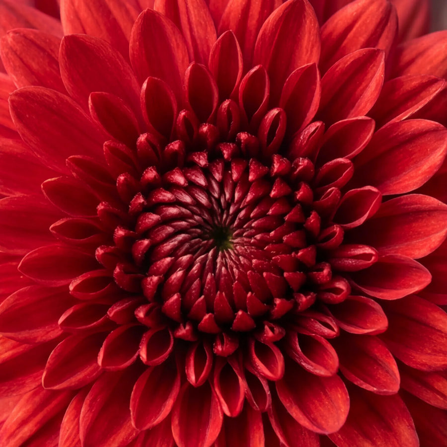 Close-up of a red chrysanthemum in the Charming flower arrangement by Fabulous Flowers, a Cape Town florist since 1999
