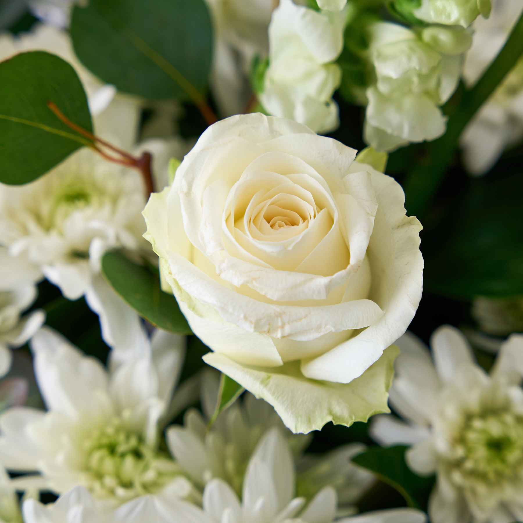 A pristine white rose in full bloom, surrounded by chrysanthemums and greenery, part of a sophisticated floral arrangement in a glass vase.