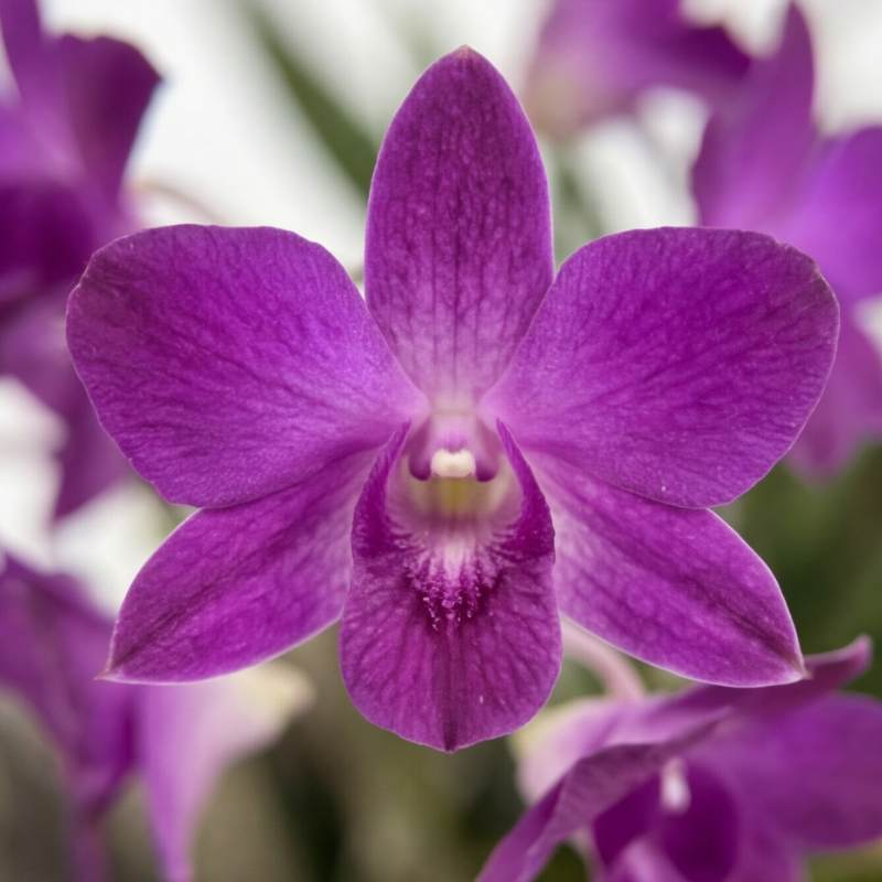 Close-up of Dendrobium orchid bloom showing vivid magenta-purple petals with deeper purple veining and pale white-green centre, rare Amsterdam import | Fabulous Flowers