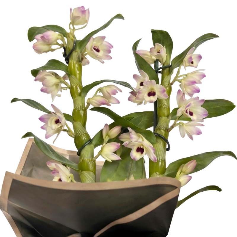 Dendrobium nobile orchid plant with two flowering canes of cream-white and pink-purple blooms, elegantly wrapped in charcoal-grey paper with blush-pink trim, same-day Cape Town delivery | Fabulous Flowers