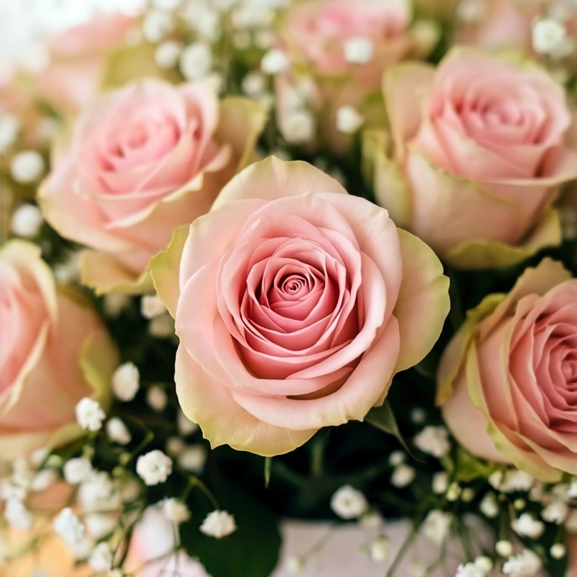 Macro of a blush pink rose with green outer petals surrounded by baby's breath in the Duchess box
