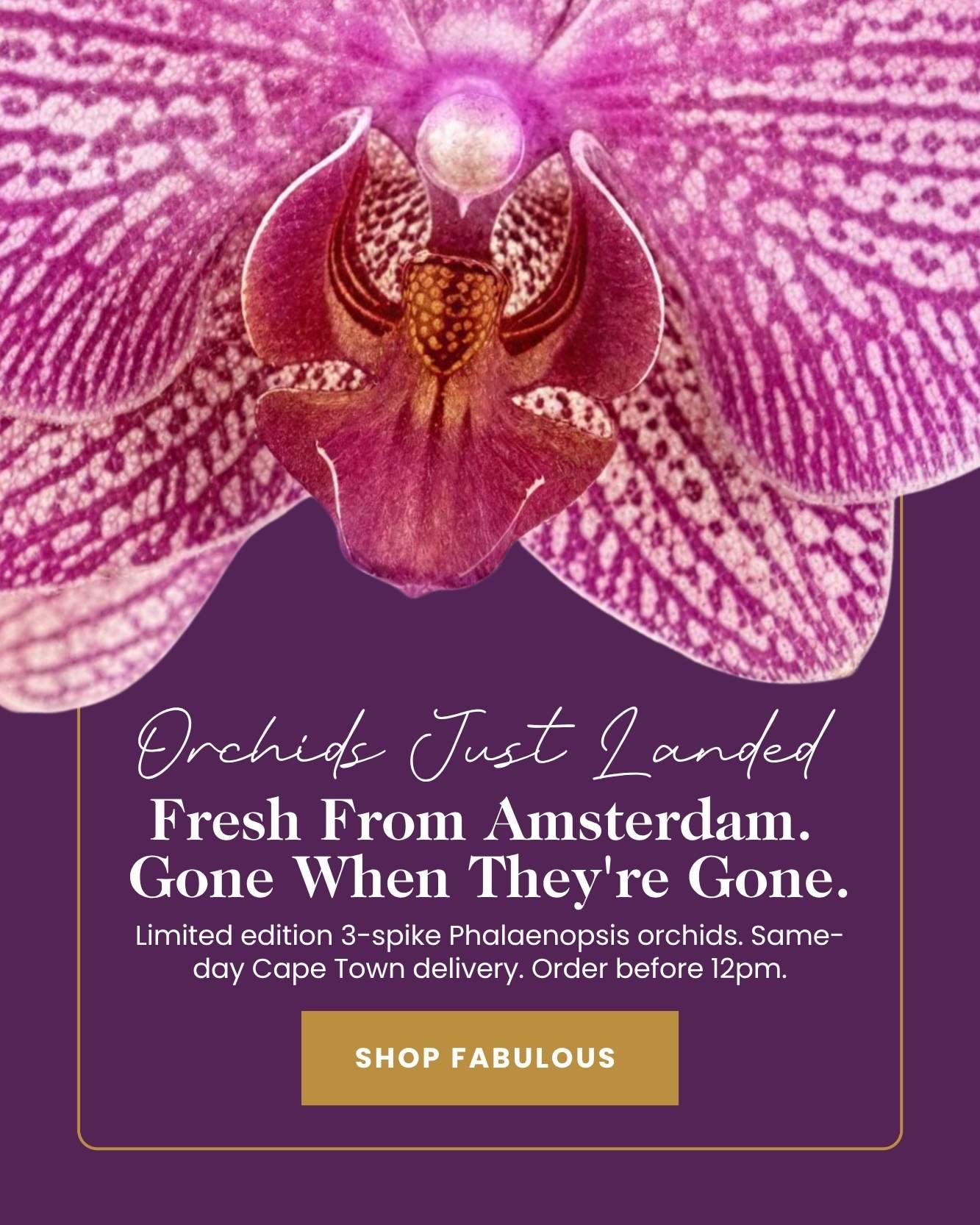 Pink orchid with promotional text on a purple background