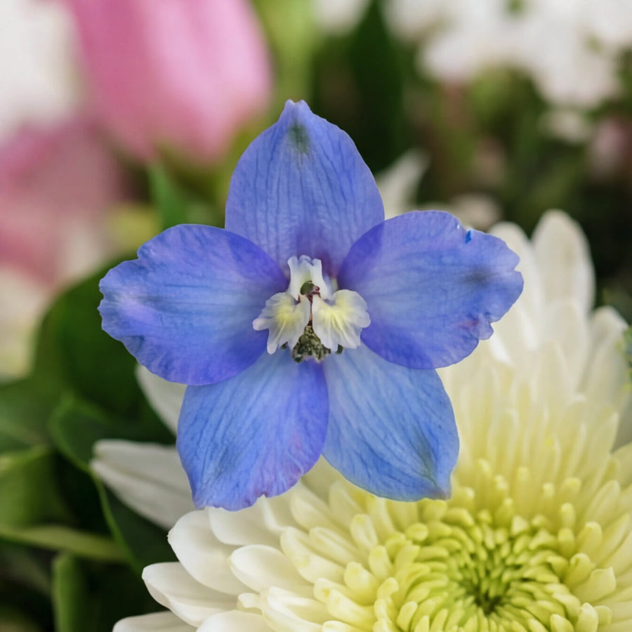 Macro of a sky blue delphinium bloom beside a white chrysanthemum in the Forget Me Not wreath