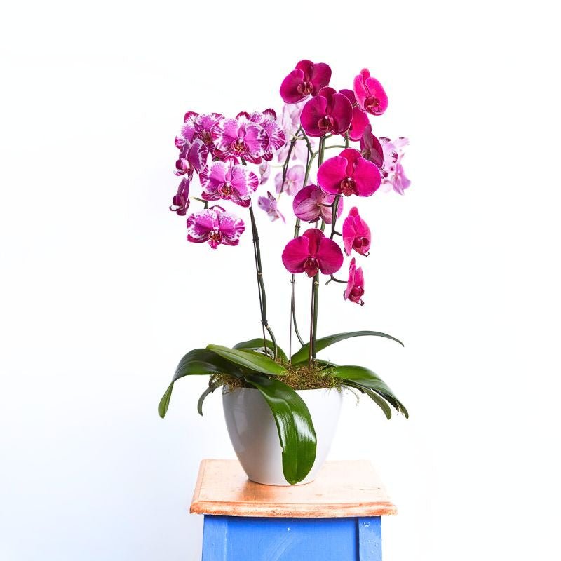 Potted orchid with pink and purple flowers on a white background