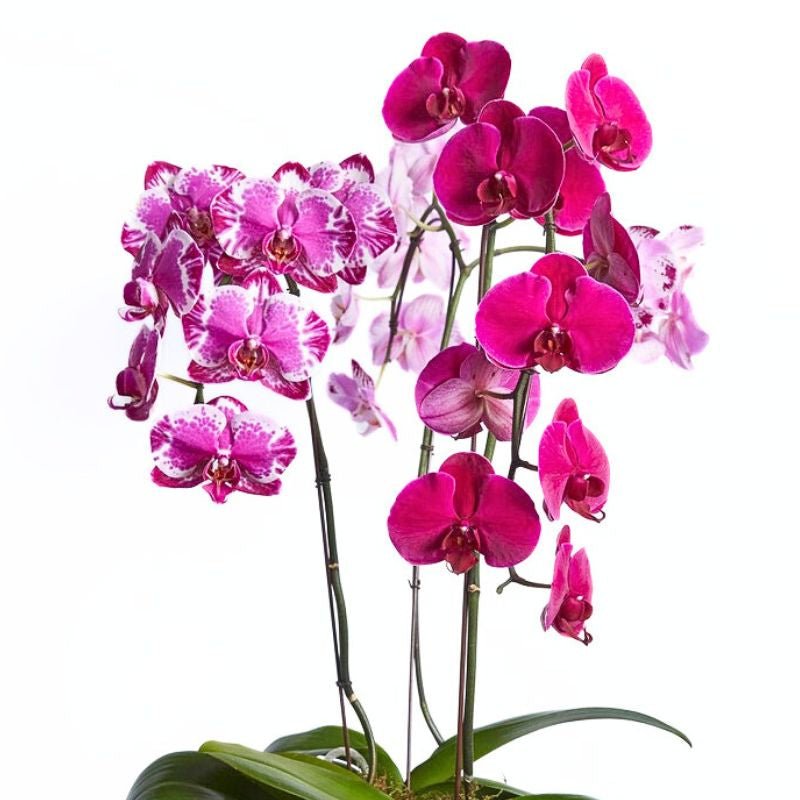 Pink and purple orchids on a white background