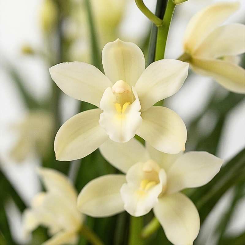 Close-up of white Cymbidium orchid flowering spikes showing cream-white blooms with pale green tints and developing buds among dark green foliage, limited edition orchid plant | Fabulous Flowers