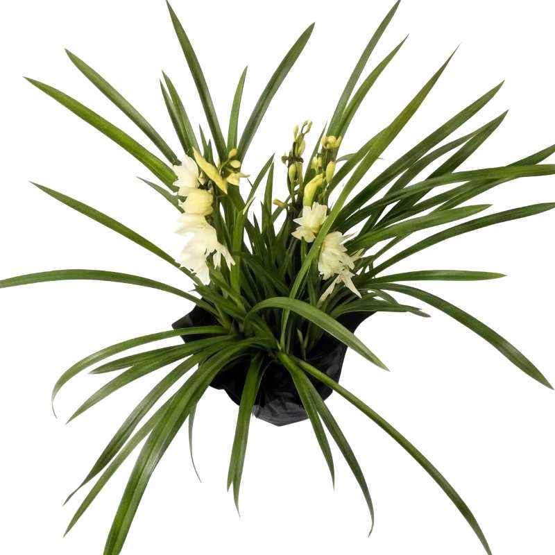 Cymbidium orchid plant with ivory-cream flowers on two spikes and dramatic long green leaves, gift-wrapped in black paper, rare Amsterdam import | Fabulous Flowers