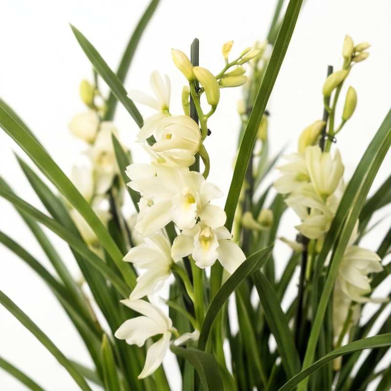 Cymbidium orchid ivory-white blooms and pale green buds on flowering spike surrounded by long strappy dark green leaves, imported orchid delivery South Africa | Fabulous Flowers