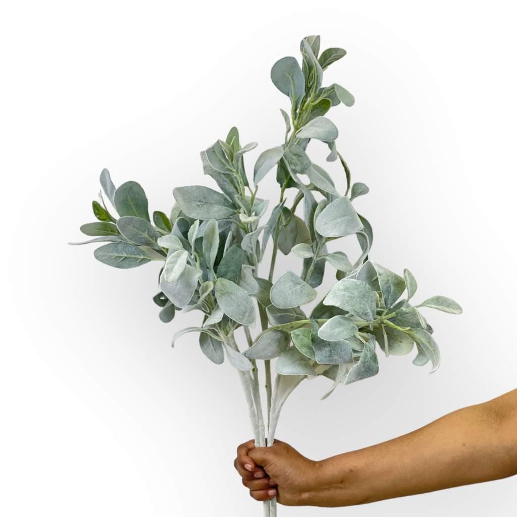 Grey-Green Lambs Ear Plant Variety - Fabulous Flowers and Gifts