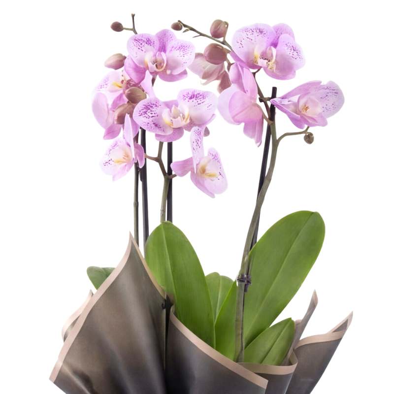 Lilac Speckle Phalaenopsis 70cm 3-Spike - image 4