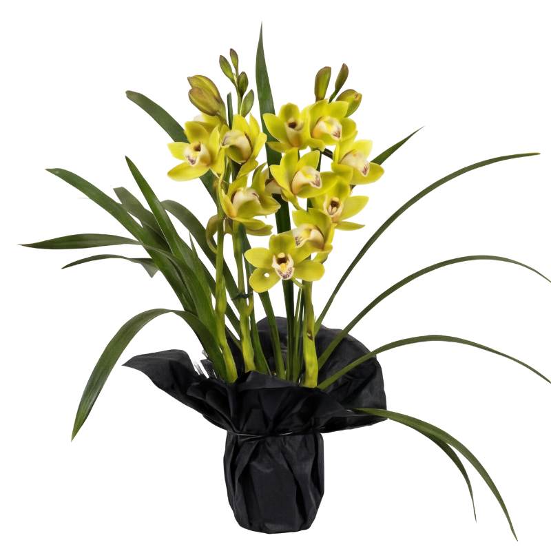 Green Cymbidium Lime Sorbet orchid plant with two flowering spikes of vivid chartreuse-lime blooms, long arching dark green leaves, gift-wrapped in black paper, same-day Cape Town delivery | Fabulous Flowers