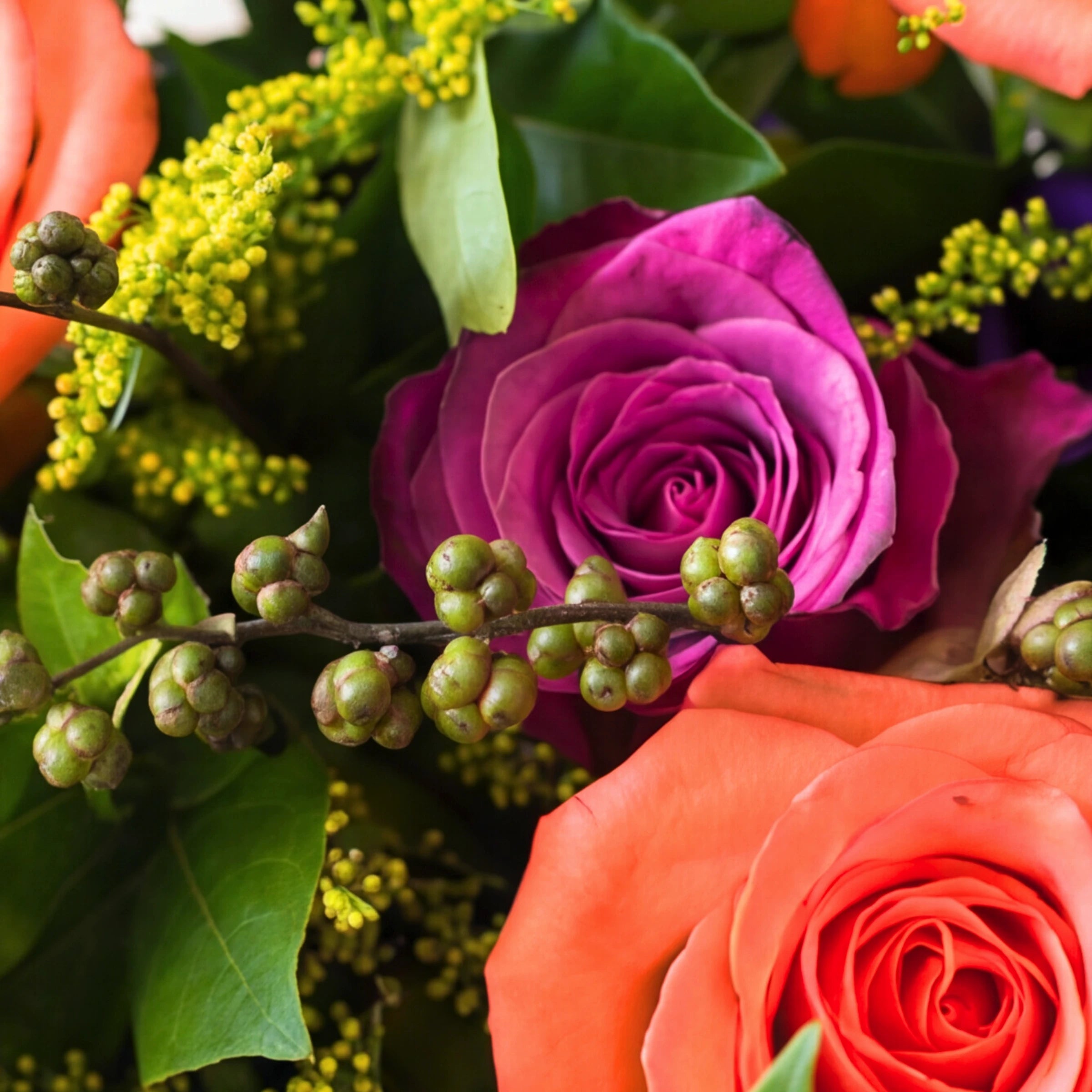 Close-up of a purple rose and coral rose with green berries in the Lush and Lovely bouquet