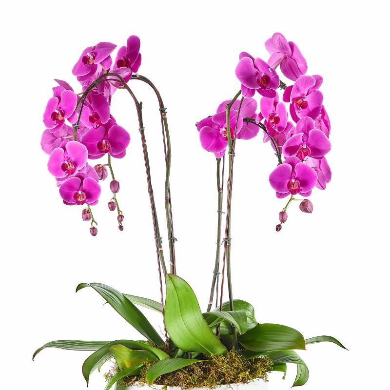 Pink orchids with green leaves on a white background