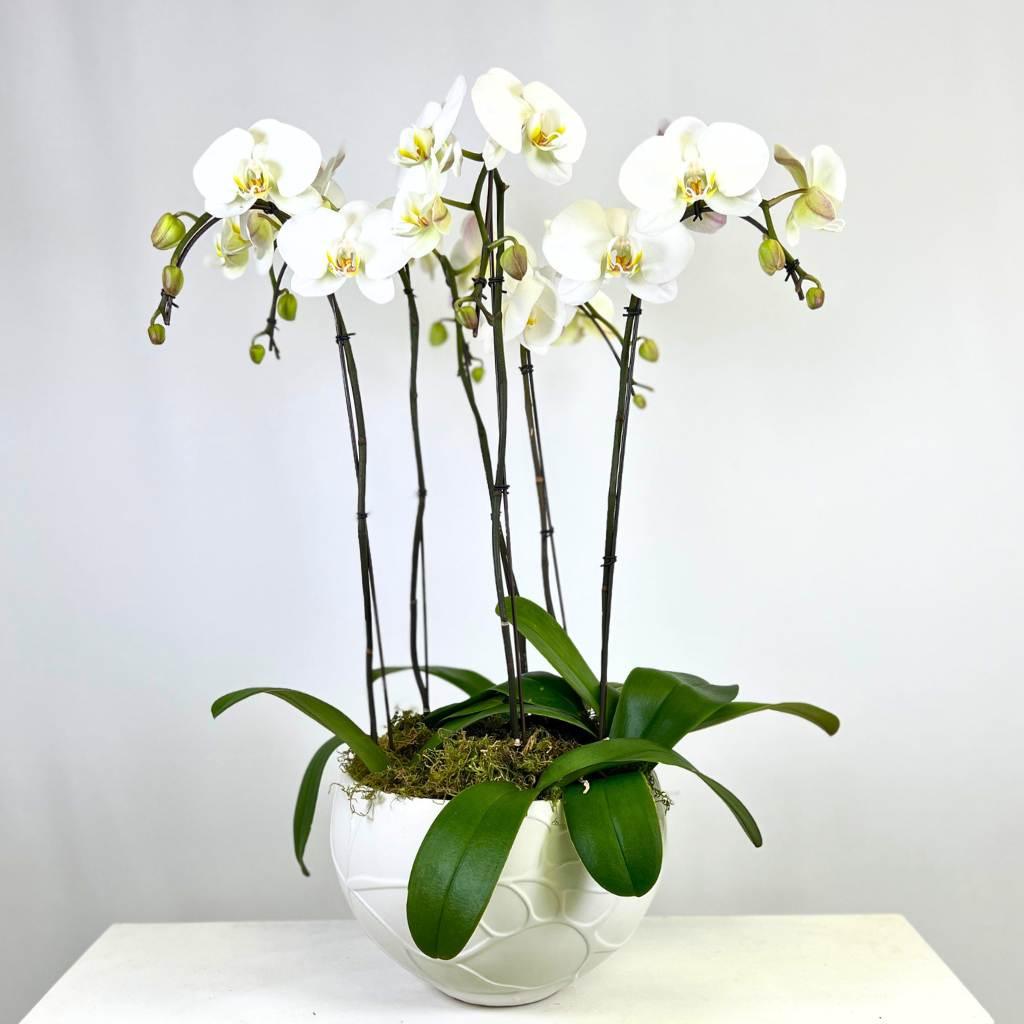 6 luxury white orchids potted in a beautiful planter container for same day delivery in Cape Town - Fabulous Flowers