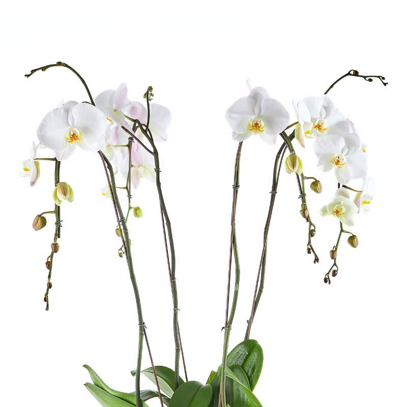 White orchids with green leaves on a white background
