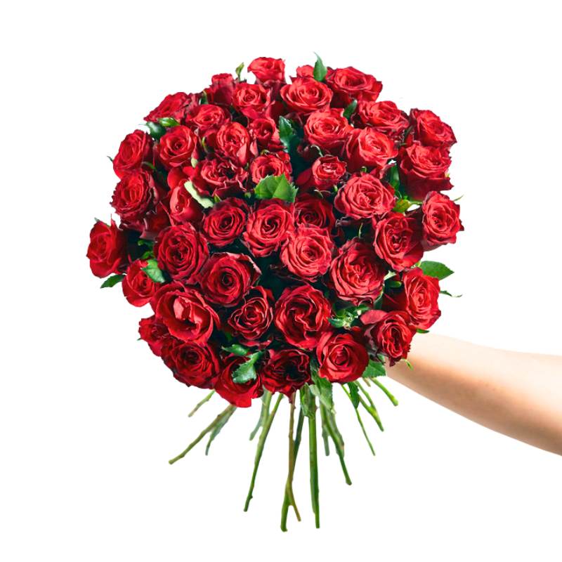 Bouquet of red roses held by a hand on a white background