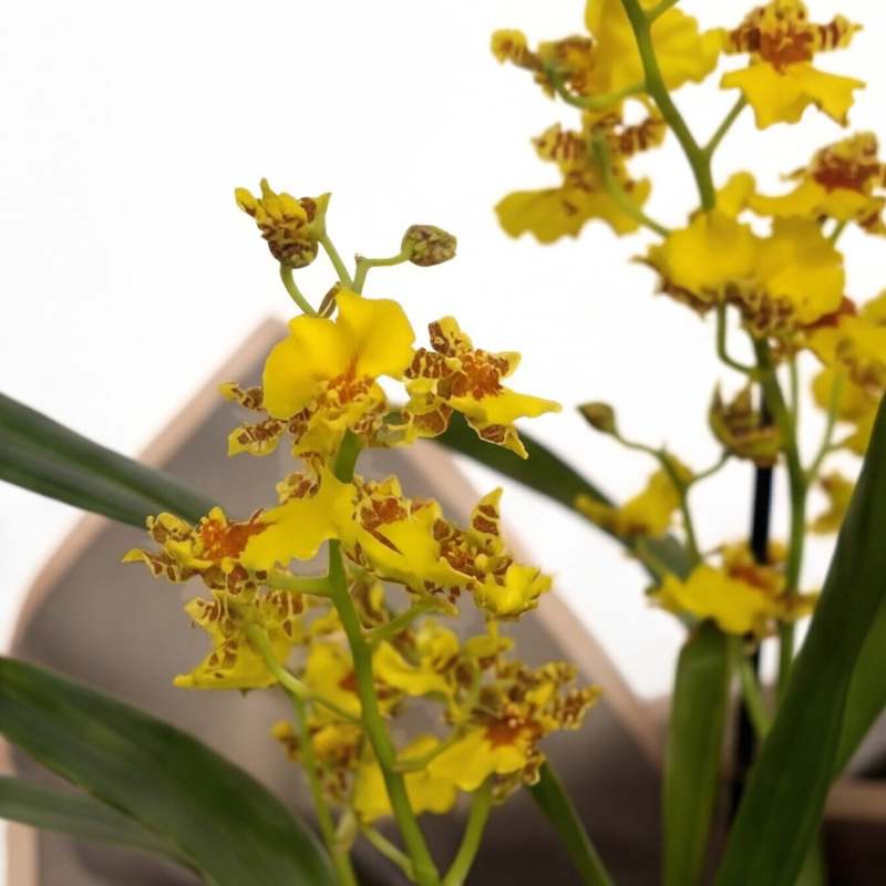 Yellow Oncidium orchid with two branching spikes of golden blooms emerging from green pseudobulbs and wide leaves, gift-wrapped in charcoal-grey paper with blush-pink trim | Fabulous Flowers