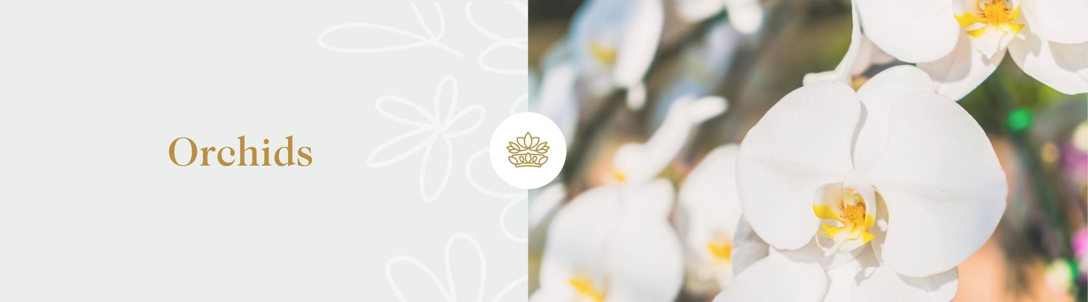 Close-up of elegant white orchids with soft yellow centres, highlighting their intricate beauty and sophistication.