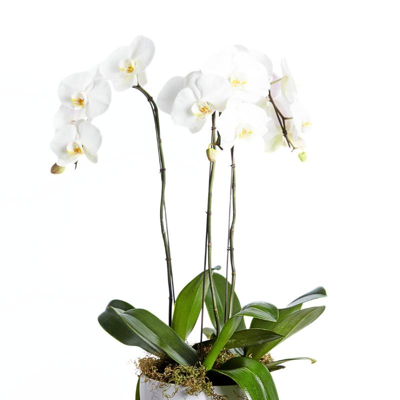 White orchid plant in a pot on a white background