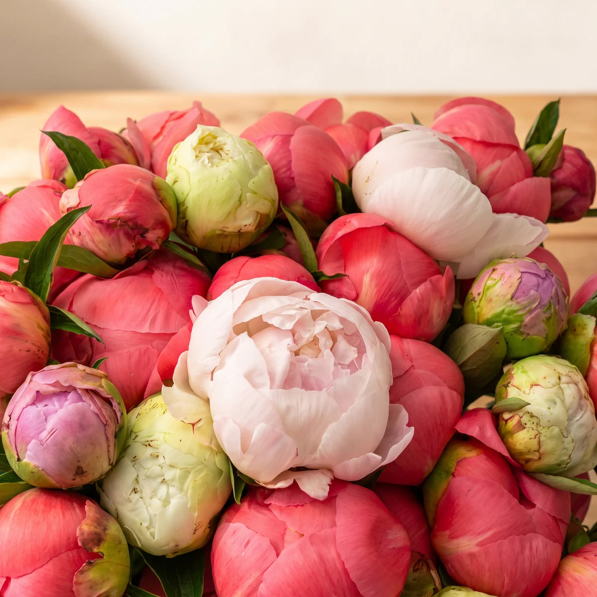 Close-up of coral peonies with a pale blush open bloom and lilac-pink and green buds