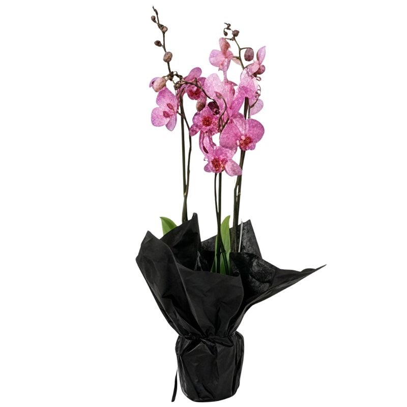 Pink orchids wrapped in black paper on a white background
