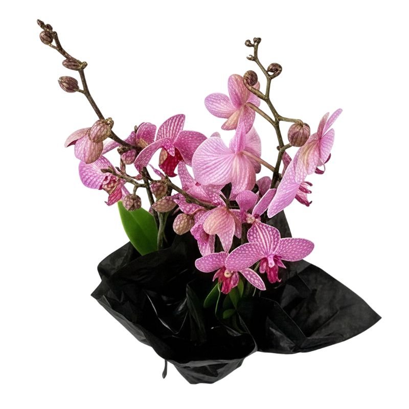 Pink orchids wrapped in black paper on a white background