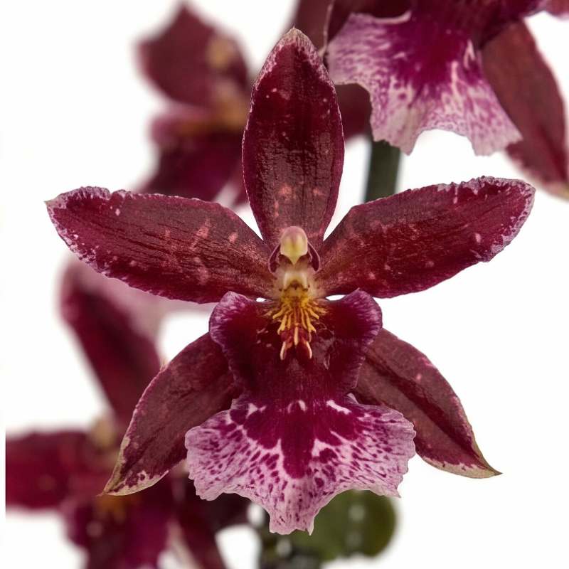 Close-up of Oncidium orchid bloom showing deep burgundy-wine petals with lavender-pink mottling, soft pink ruffled lip, and yellow stamen, rare Amsterdam import | Fabulous Flowers