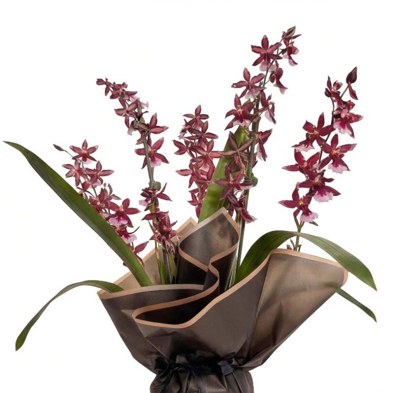 Imported Oncidium hybrid orchid with two flowering spikes of burgundy-wine star-shaped blooms, long green leaves, elegantly wrapped in charcoal paper for delivery in Cape Town | Fabulous Flowers