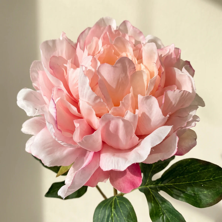 Close up of the blush pink silk peony petals