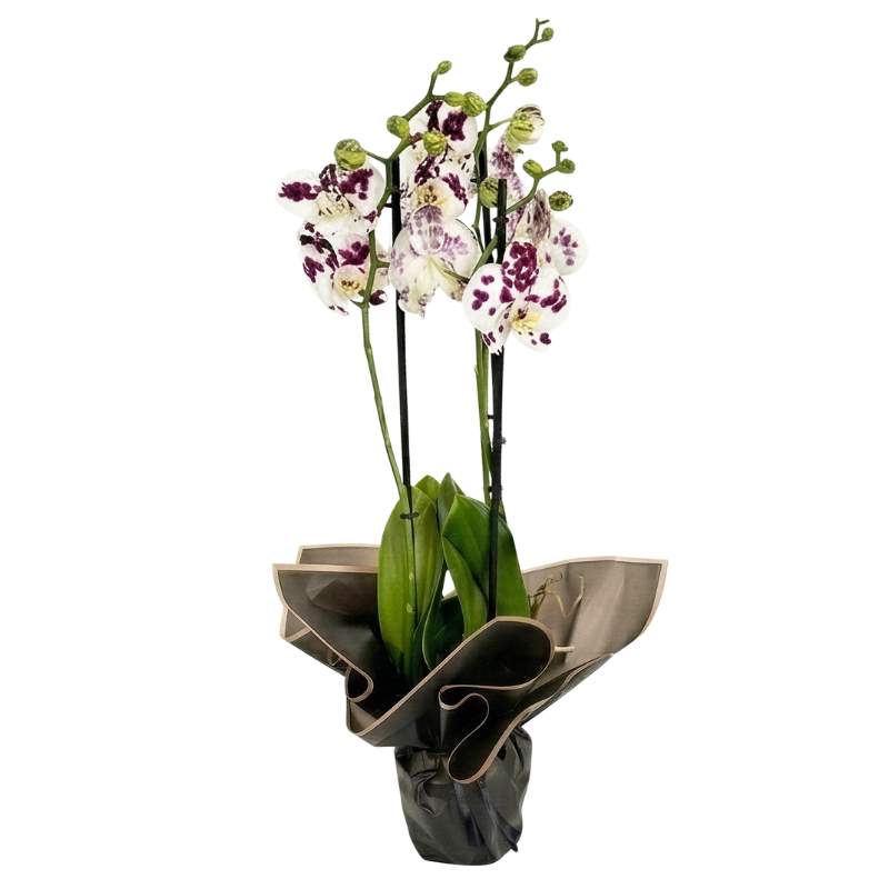 olka dot Phalaenopsis orchid plant with 3 spikes, white petals with bold purple spots, gift-wrapped in charcoal-grey and black paper, same-day Cape Town delivery | Fabulous Flowers