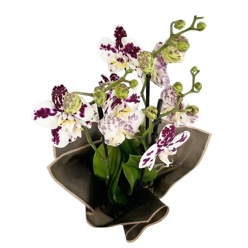 Top view of three-spike polka dot orchid plant with white and purple spotted blooms, wrapped in charcoal-grey paper with blush-pink trim, luxury orchid delivery Cape Town | Fabulous Flowers