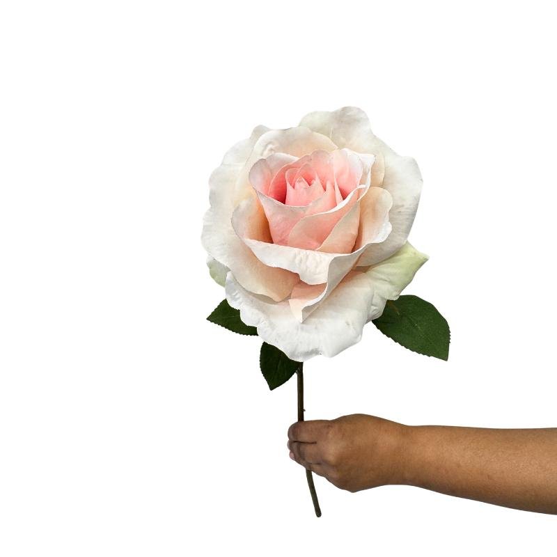 Hand holding a pink and white rose against a white background